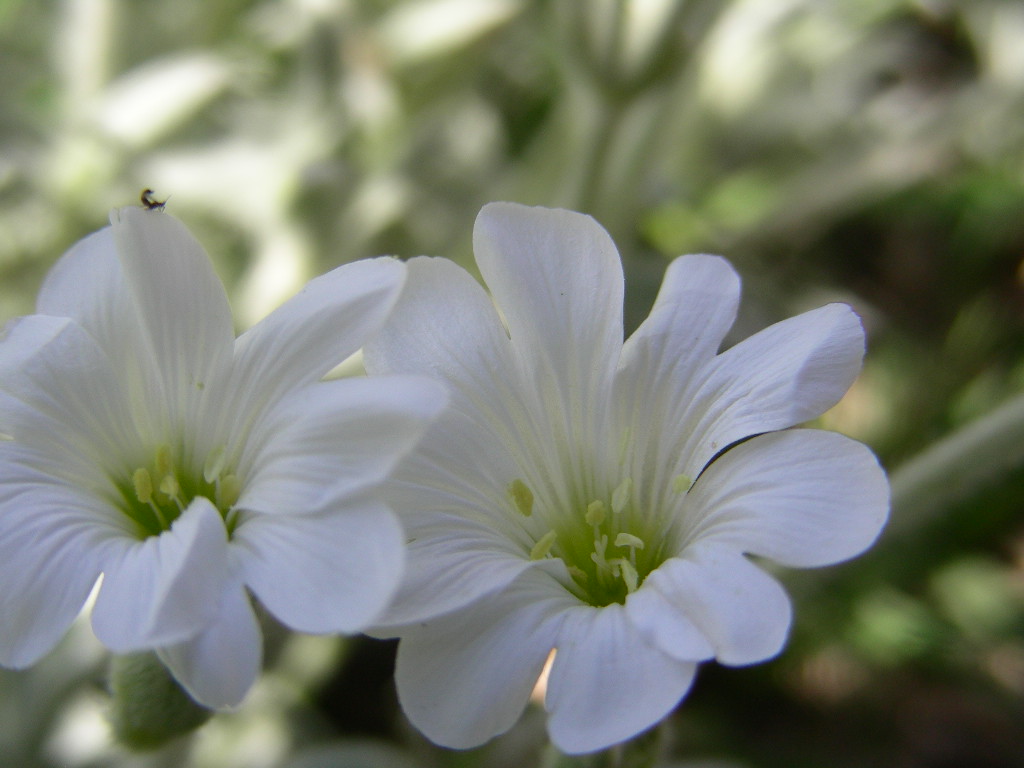 Monte SIRENTE in fiore ... Cerastium tomentosum